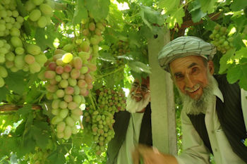 Afghanistan agriculture - Dari Translation Services