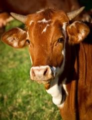 brown cow